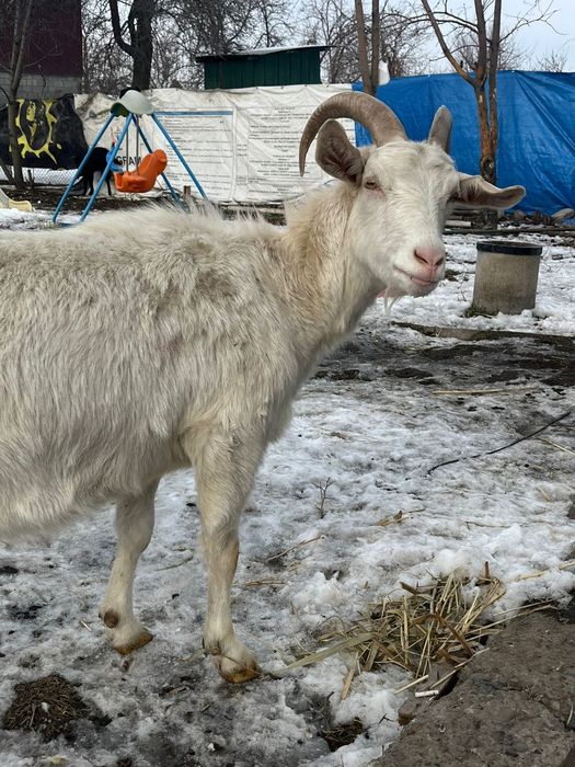 Срочно! Коза и козёл