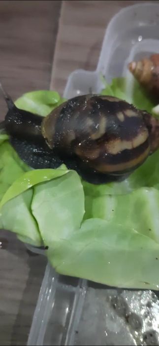 Косметические улитки