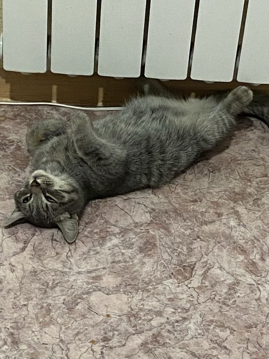 кот мальчик ~ 11 месяцев