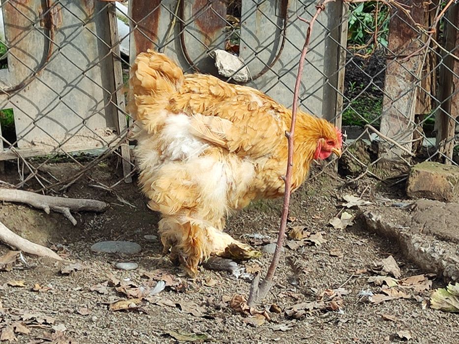 Paleviy Kox Tovuq Sotiladi  Палевый Кох Товук, Сотилади