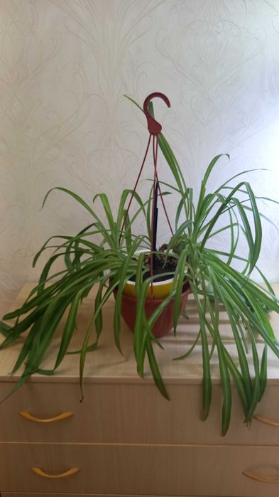 Хлорофитум продам