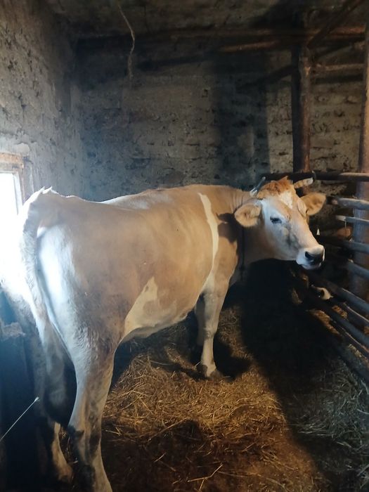 Продавам крава за месо