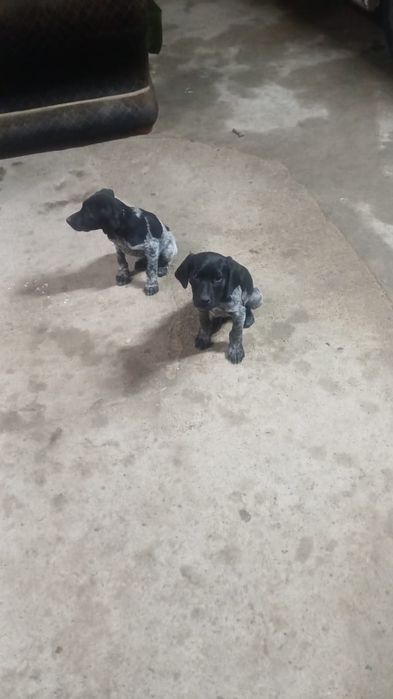 Курцхар сатылады еки кушиги