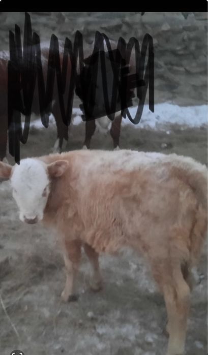 Продаю телочек !