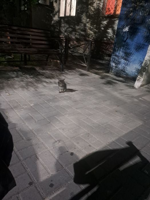 Котята бесплатно