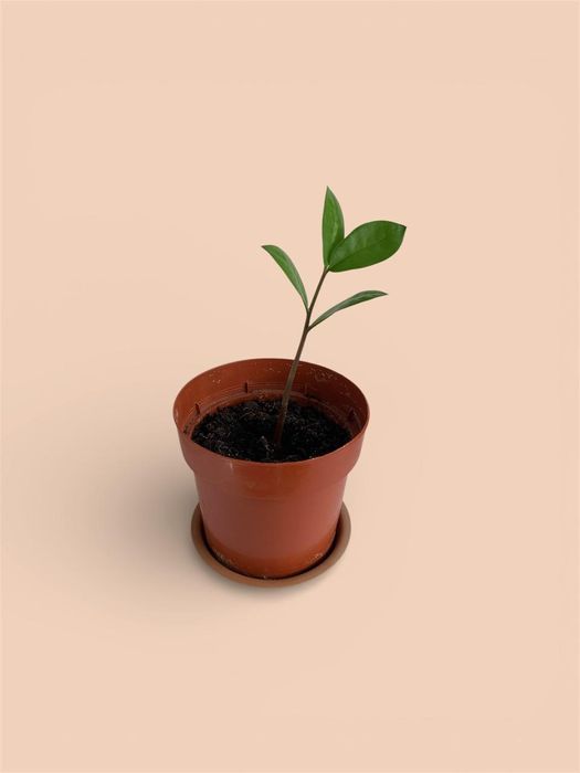 Продается домашние цветы