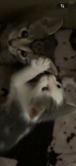 котенки 1,5 месяцев