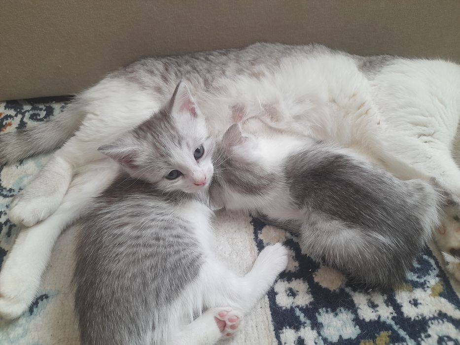 Котята продаётся