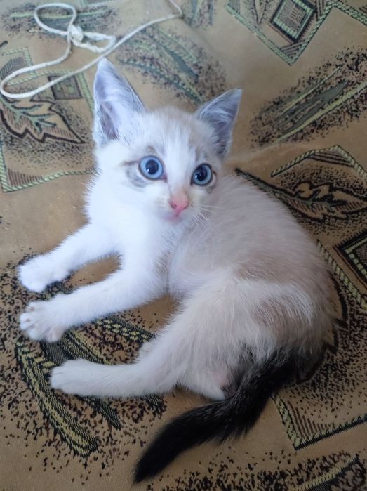 Котёнок Сноу-шу девочка