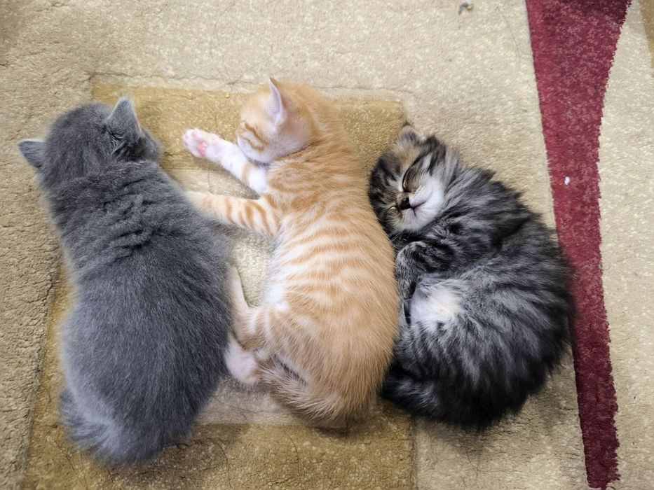 Mushuklar sotiladi / Продаются котята