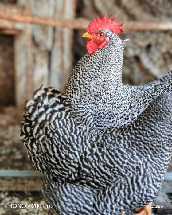 Разплодни яйца от Амрок