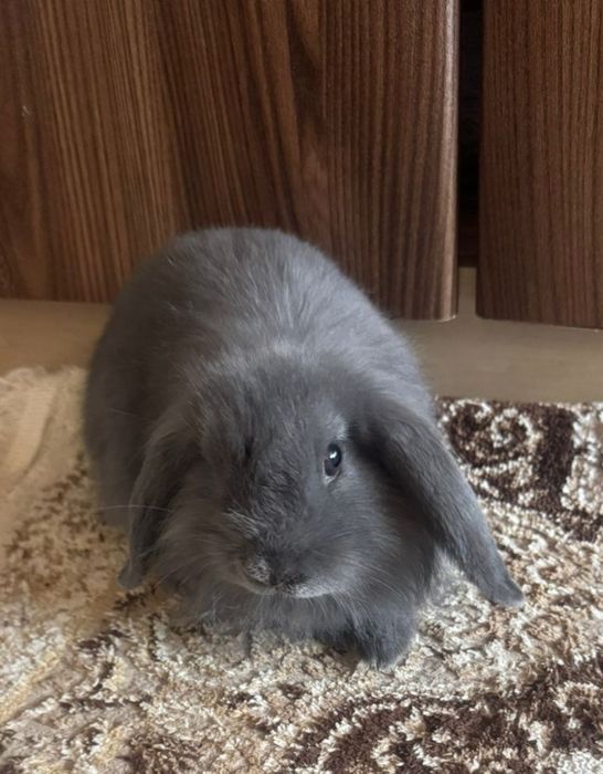 Декаротивный кролик