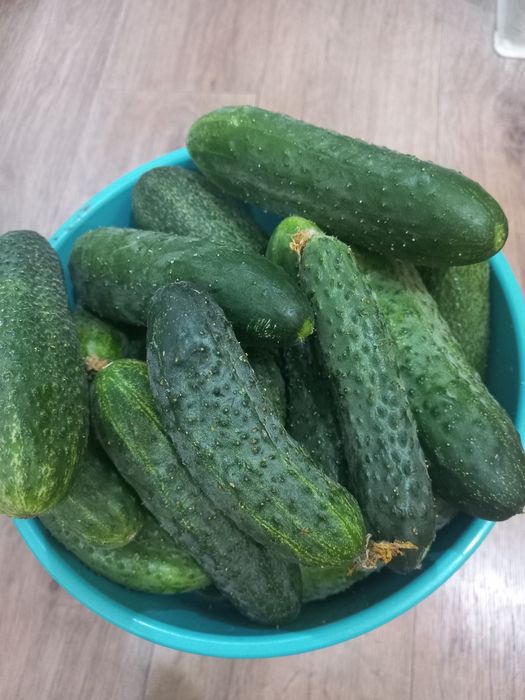 Продам недорого огурцы