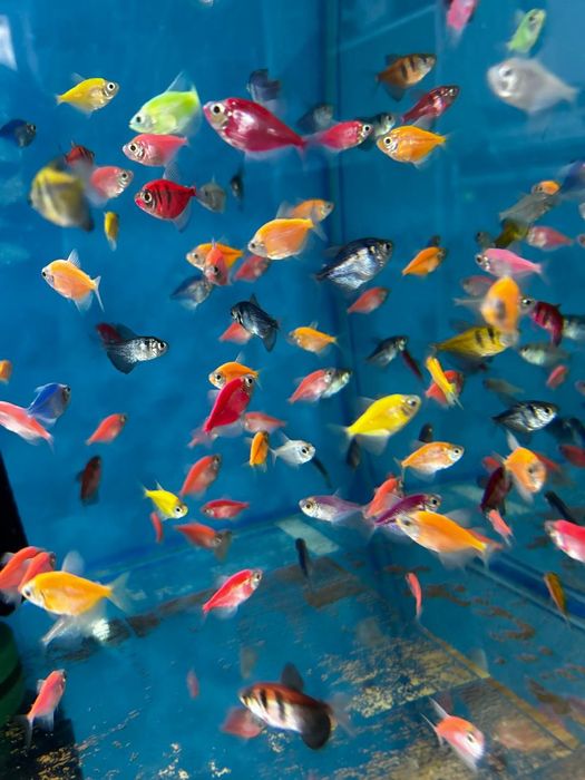 Аквариумные рыбки