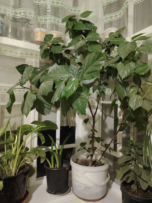 Gullar sotiladi 150 ming