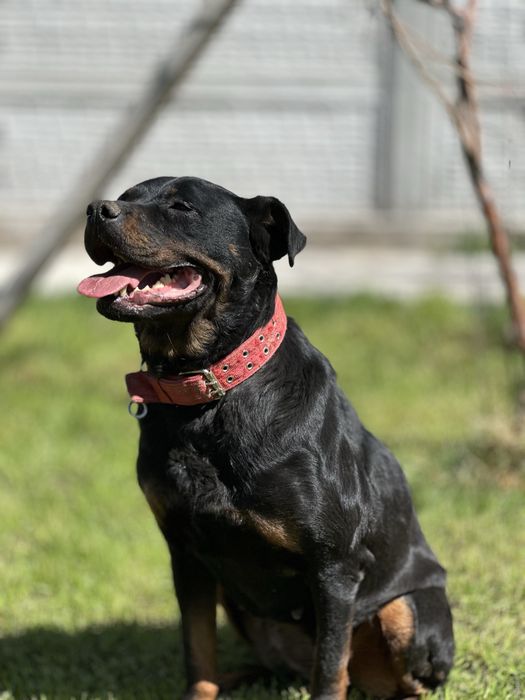 Эмма ротвейлер ищет семью.