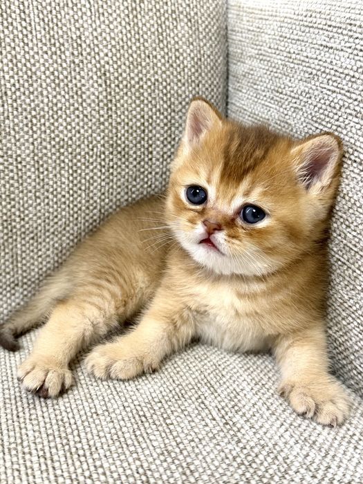 Pisic British Shorthair: culoare rară, pedigree, teste genetice complete