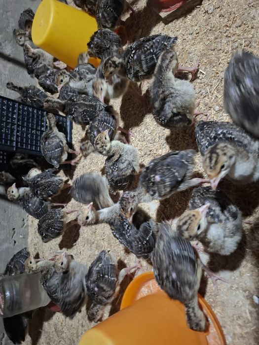 бронза 708 курка жожалари бор