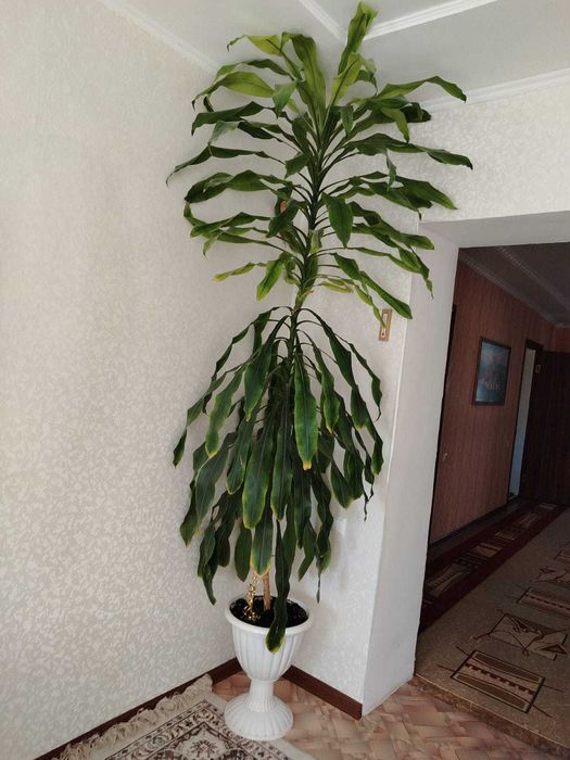 Драцена Душистая