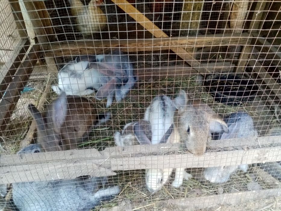 Qoyon bolalari sotiladi 5 oylik