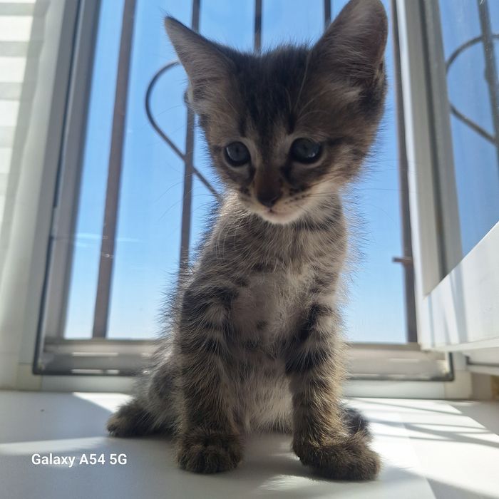 Котятки милые,игривые красивые