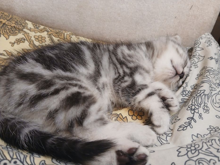 Продам срочно кота