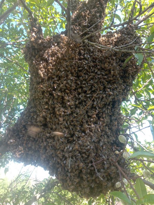 Vand familii de albine bine populate