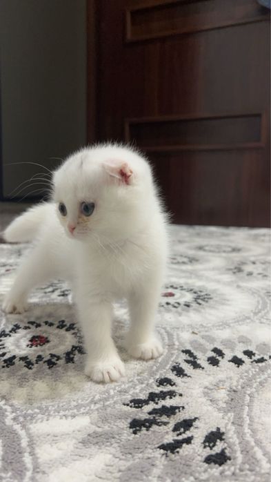 Продаются вислоухие котята