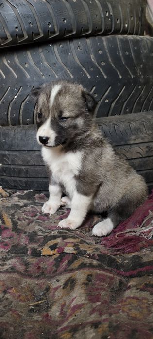 Лайка щенок зсл.