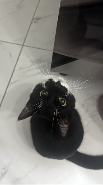 отдам котика в добрые руки