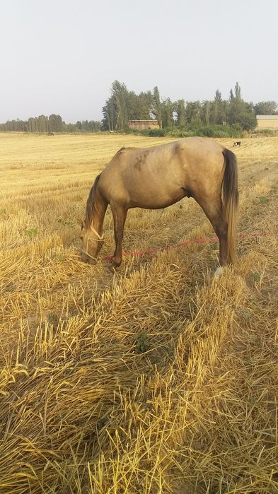 Ayg‘ir ot sog‘lom