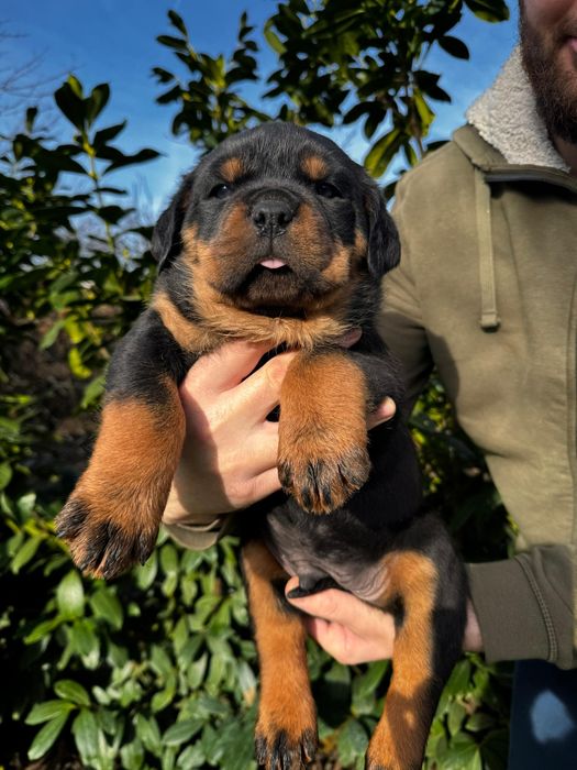 Pui rottweiler talie mare