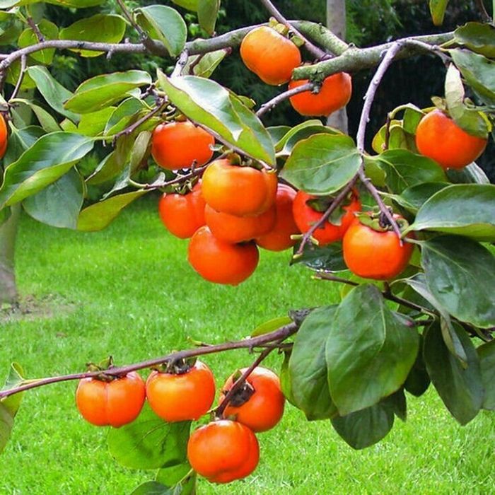 Pomi Fructiferi Exotici (Kaki ) la ghiveci