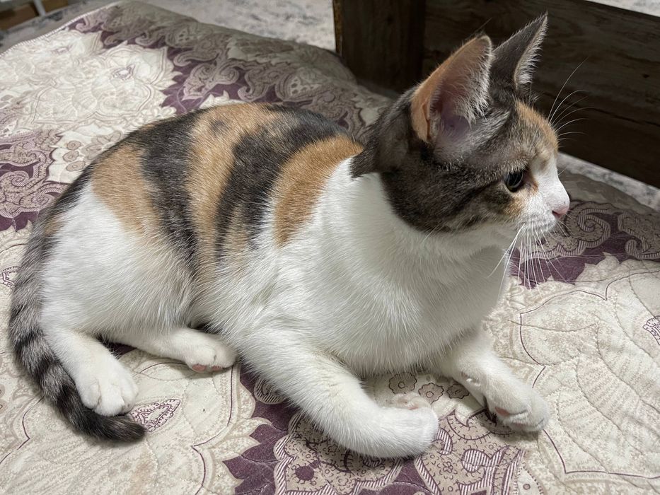 Трехцветная счастливая кошечка. Бесплатно! На участок. Стерелизована