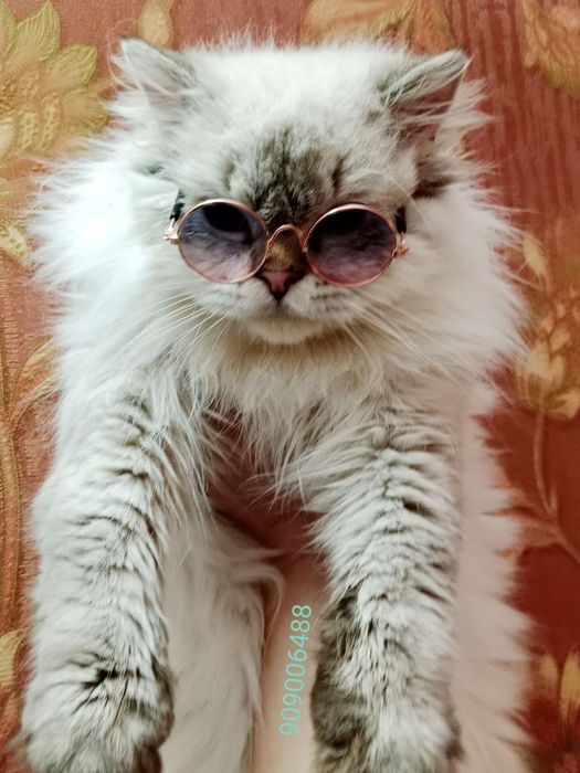 Вязка Скоттиш Страйт Хайленд Поинт