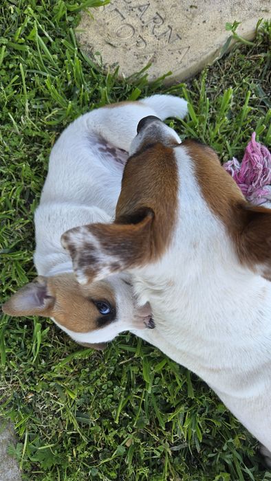 Две енергични мъжки Джак Ръселчета!