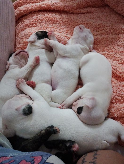 Френски булдочета