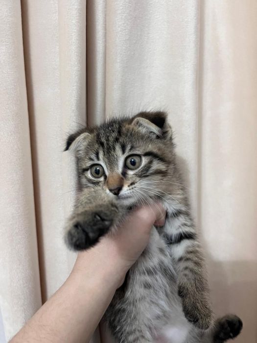 Вислоухий котенок 15000 девочка
