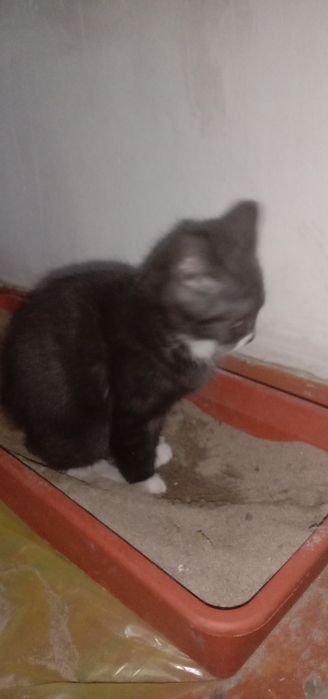 Отдам котят мама британка