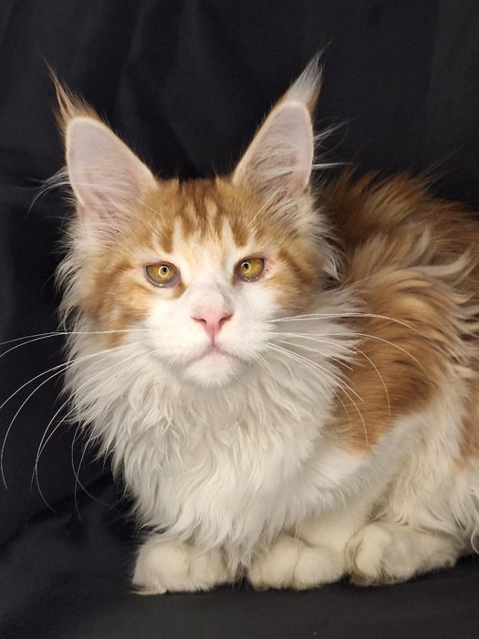 Кошка размером с кота!