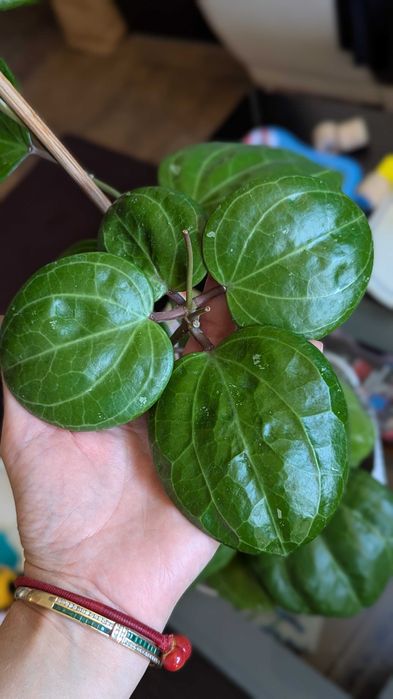 Hoya/Хоя (различни видове)