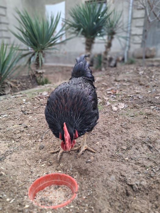 Astiralot gigant qora shaxzoda