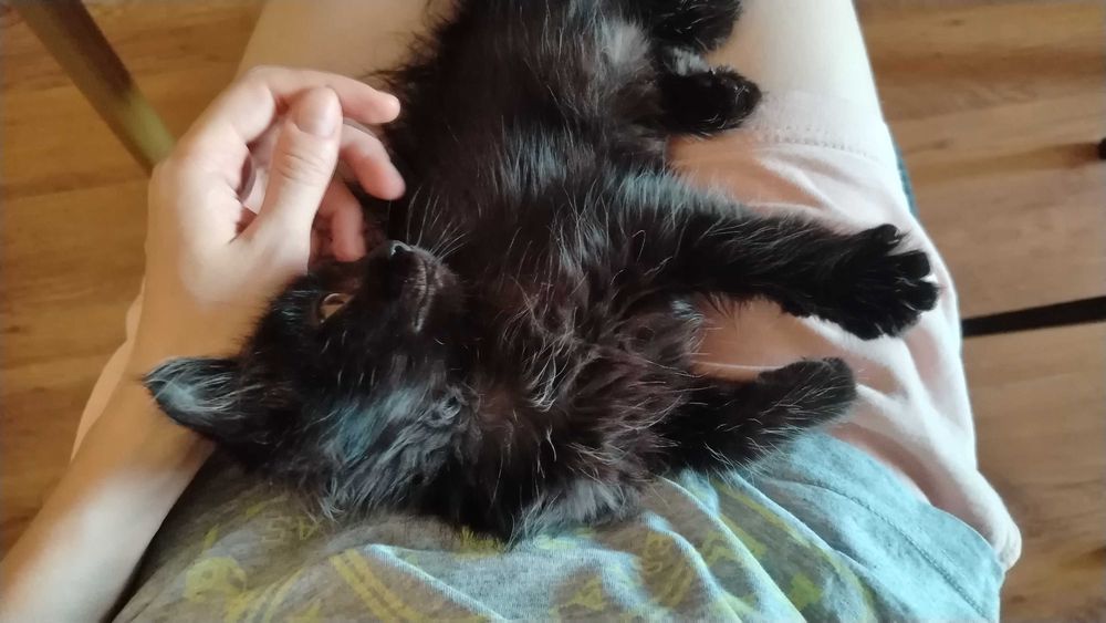 Котёнок-компаньон Алекс