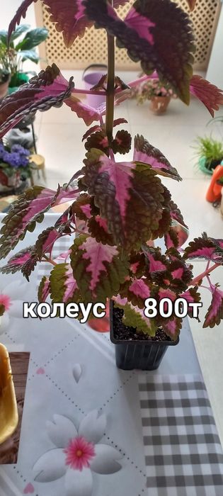 Продам комнатные цветы.