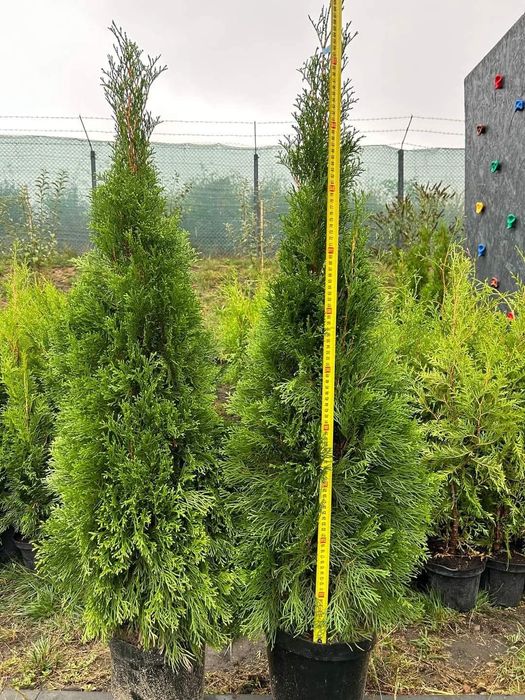 Tuia Smaragd de la 40 de cm la 160