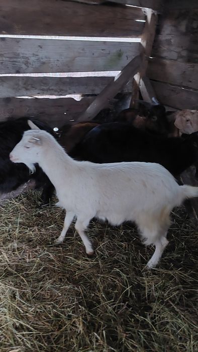 Capre tinere gestante