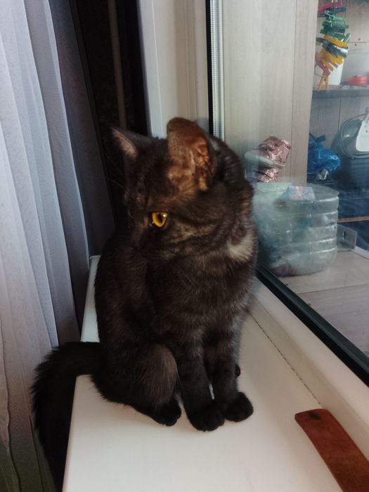 отдам котенка бесплатно