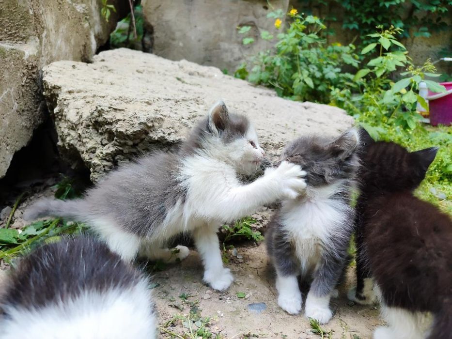 Котята в добрые руки