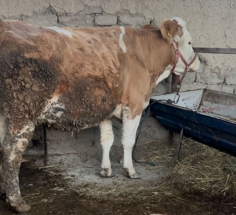 Smental ona bola avstiriskiy