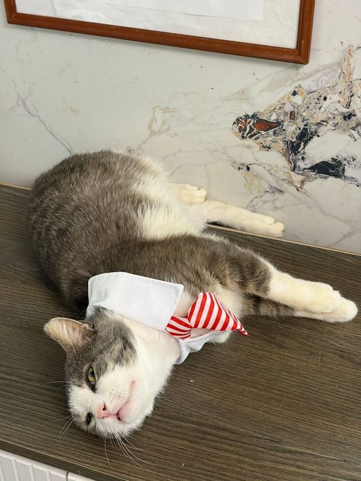 Кот в лучшую семью